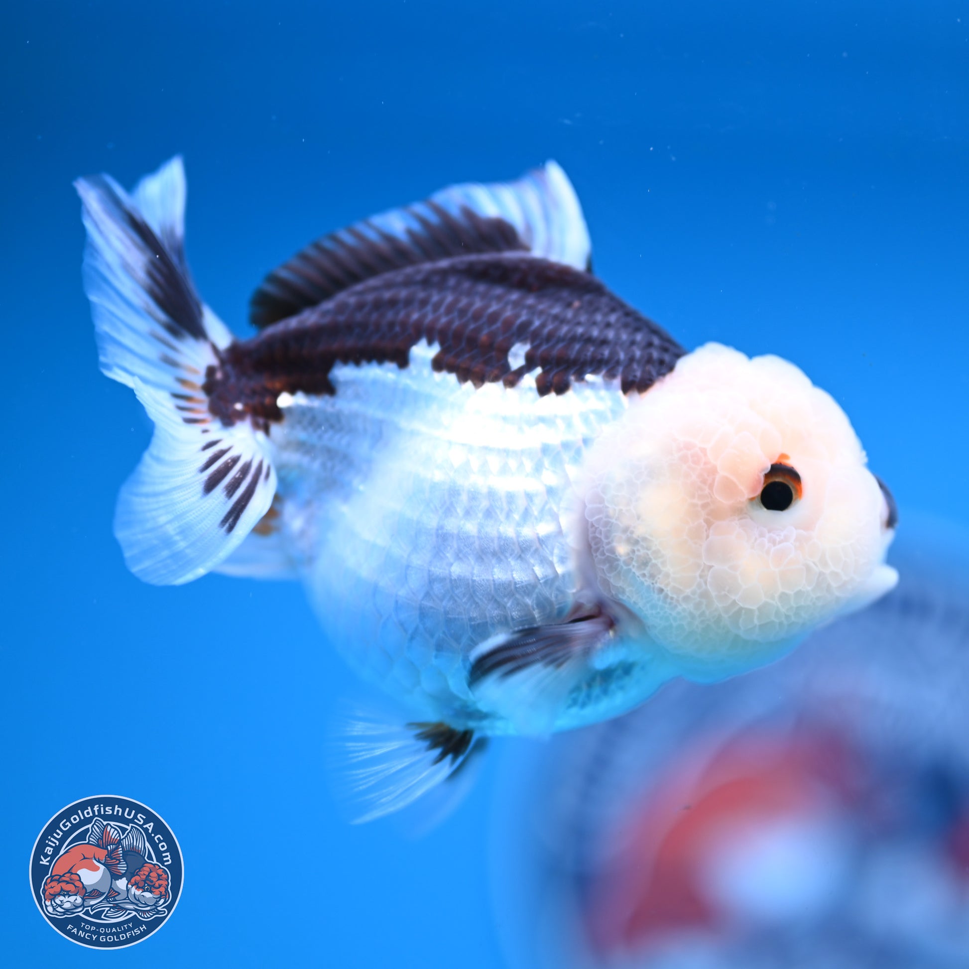 Panda Oranda 3.5-4.5 inches (241004_OR13) - Kaiju Goldfish USA