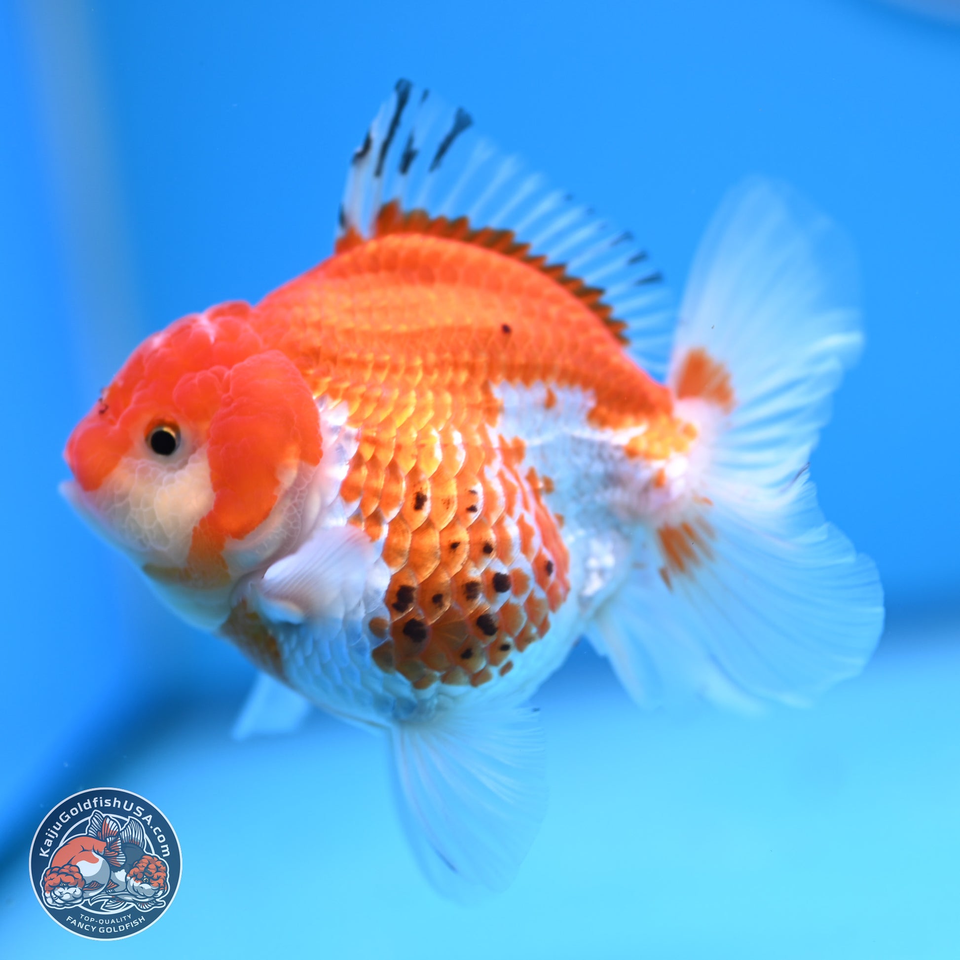 Tricolor YuanBao Oranda 4 inches - Female(241206_OR13) - Kaiju Goldfish USA