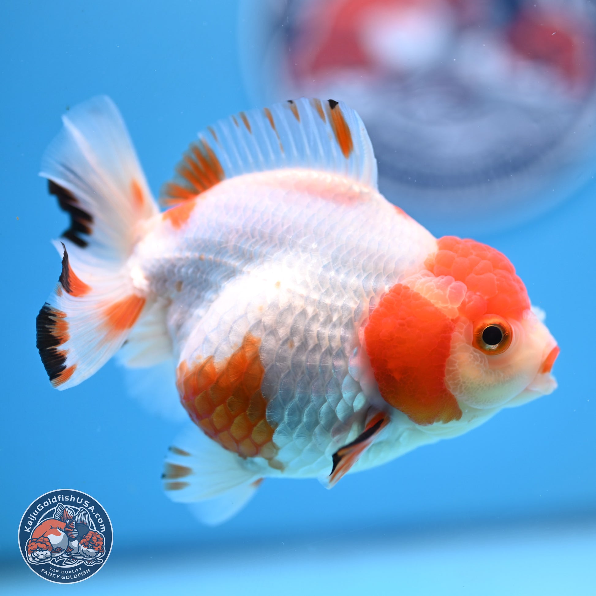 Shogun Red White YuanBao Oranda 3.8in Body (240802_OR13) - Kaiju Goldfish USA