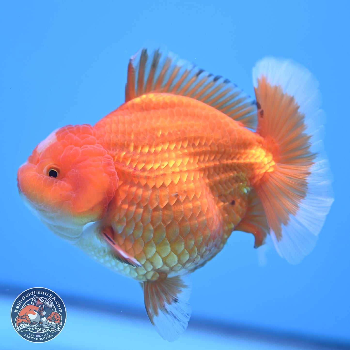 Classic Red Jade Seal Broad Tail Oranda 5 inches - Female (241115_OR13) - Kaiju Goldfish USA