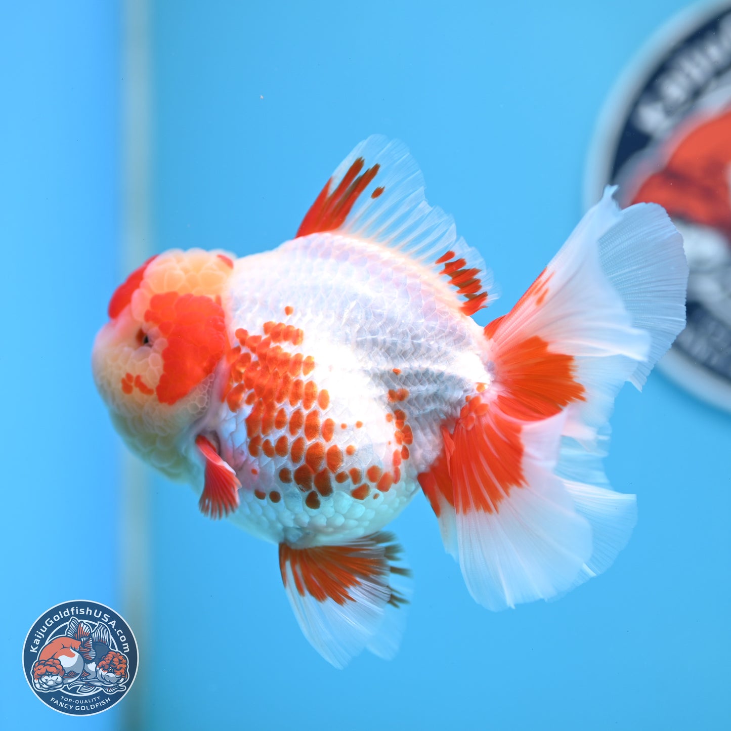 Polka Dot Red White Orchid Tail Oranda 4.5 inches Body - Female (250214_OR13)