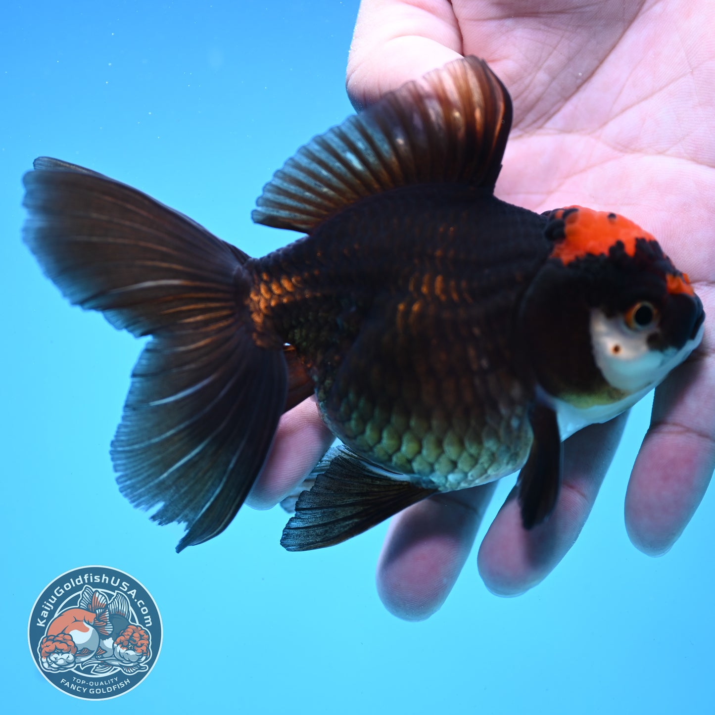 Black Tancho Rose Tail Oranda 3.5 inch Body (250919_OR13)