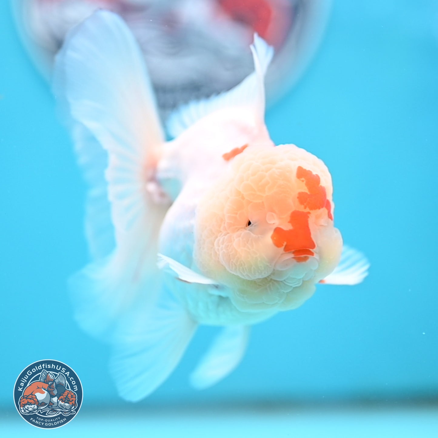 Red White Rose Tail Oranda 3.5 inches Body - Female (250404_OR13)