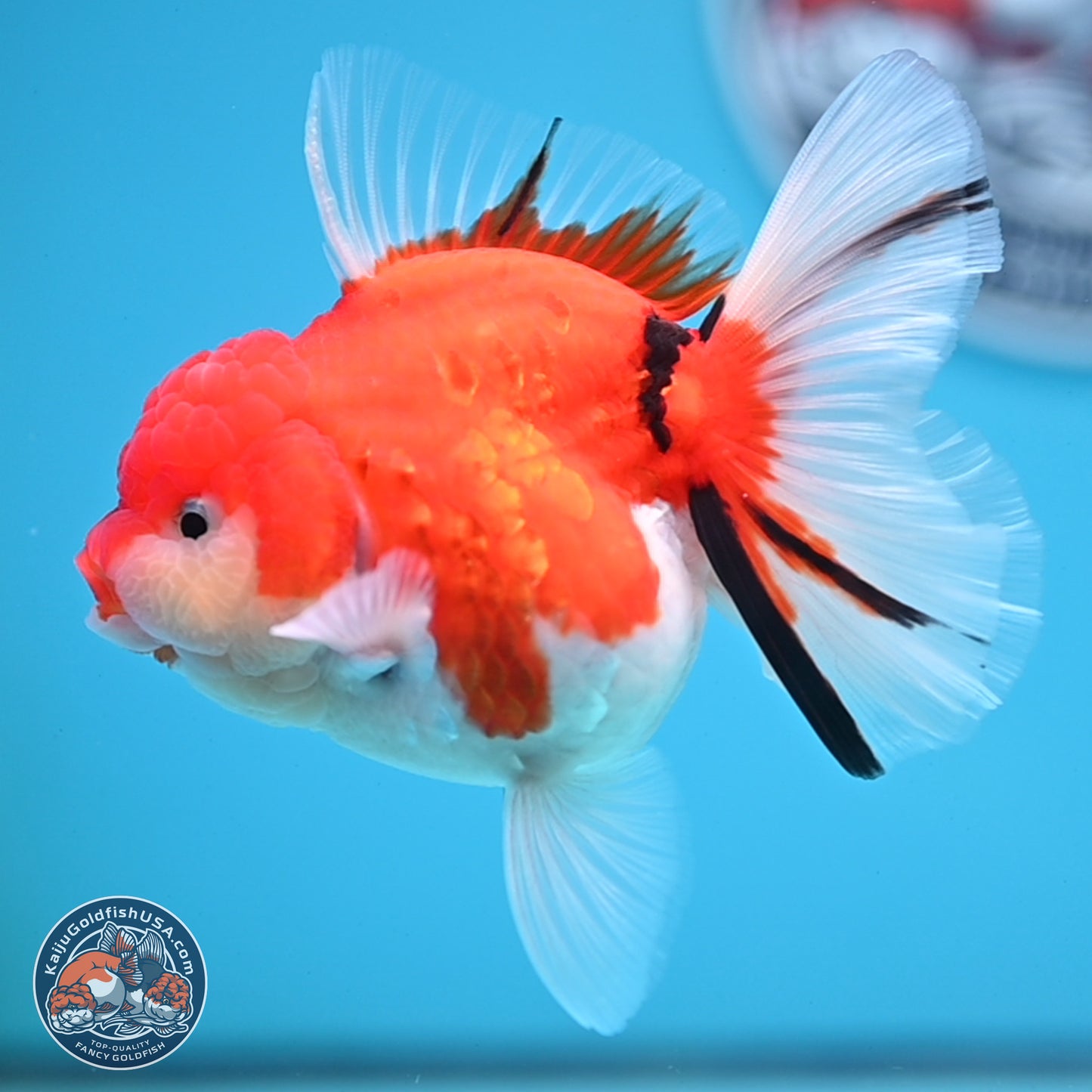 Tricolor Sakura Rose Tail Oranda 3.5 inches Body - Female (250228_OR13)