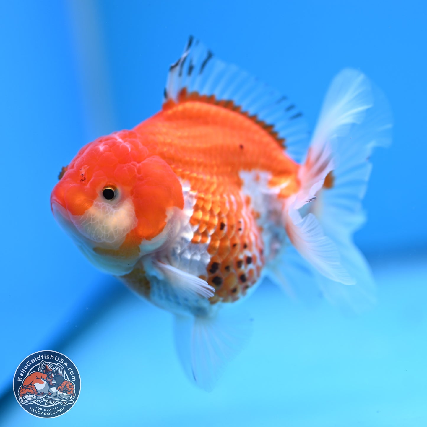 Tricolor YuanBao Oranda 4 inches - Female(241206_OR13) - Kaiju Goldfish USA