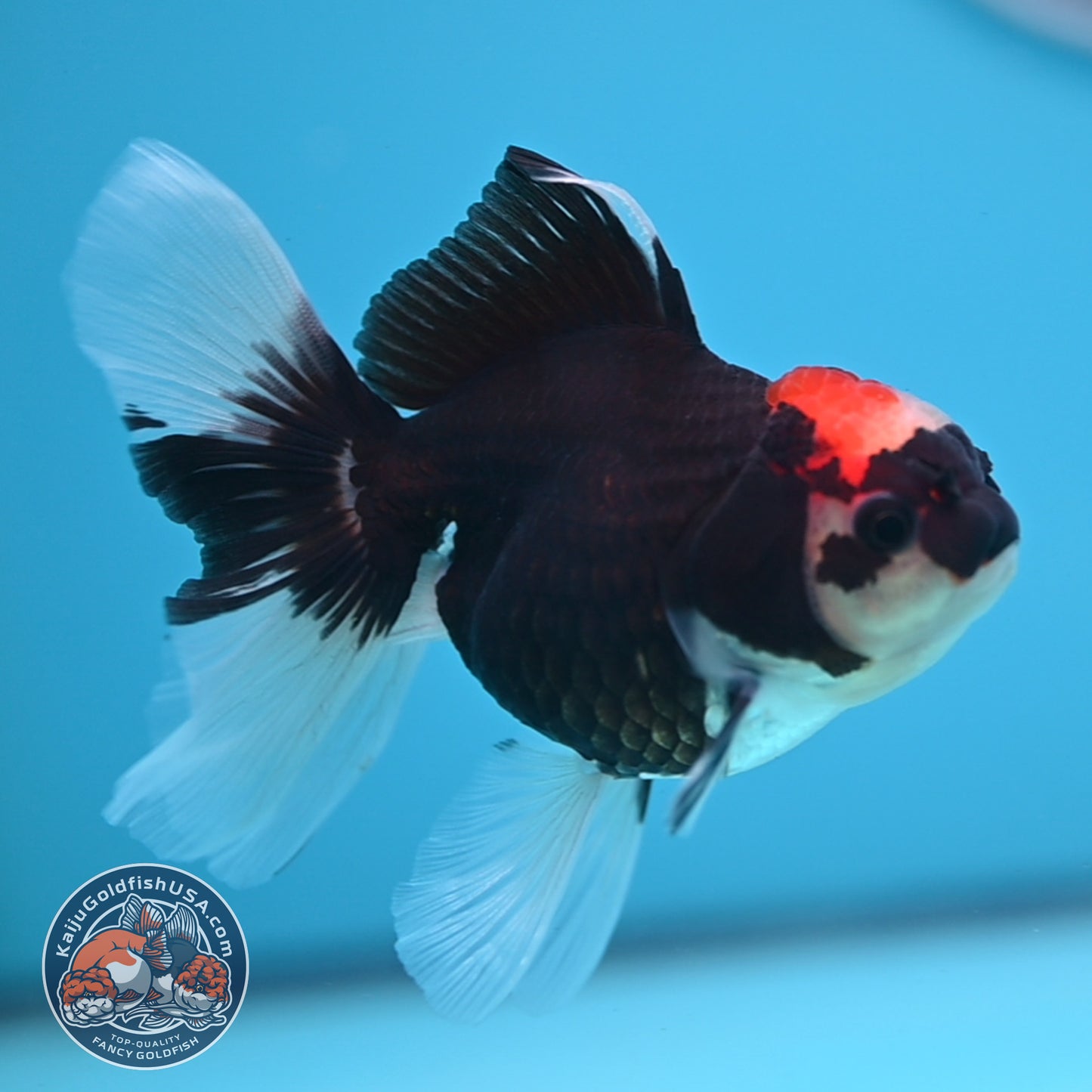 Tricolor Oranda 3.25 inches Body (250530_OR13)