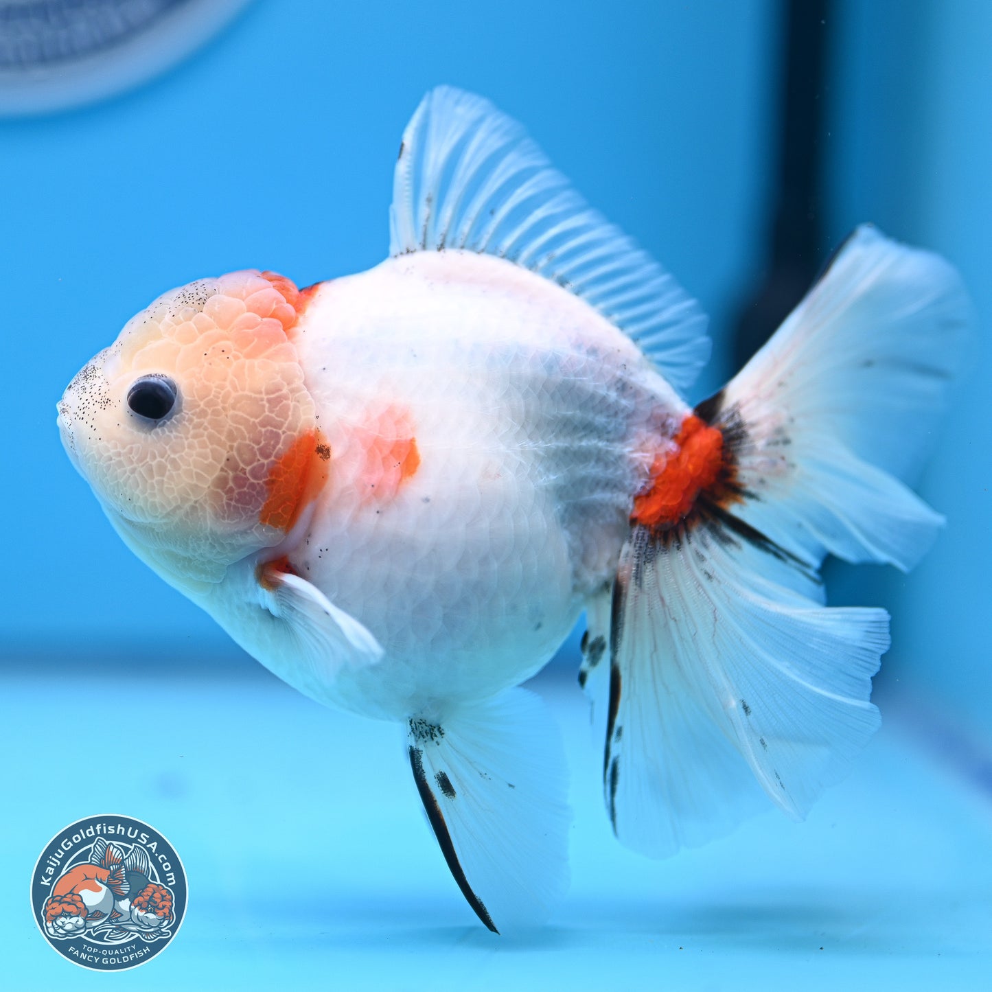 Calico Rose Tail Oranda 4-5 inches (240920_OR13) - Kaiju Goldfish USA