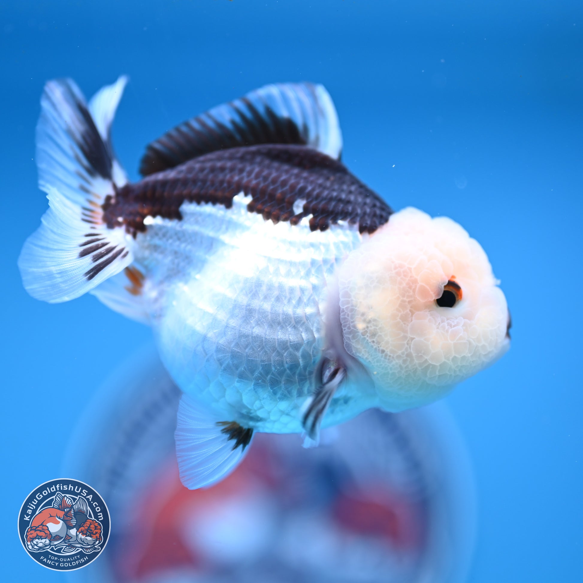 Panda Oranda 3.5-4.5 inches (241004_OR13) - Kaiju Goldfish USA