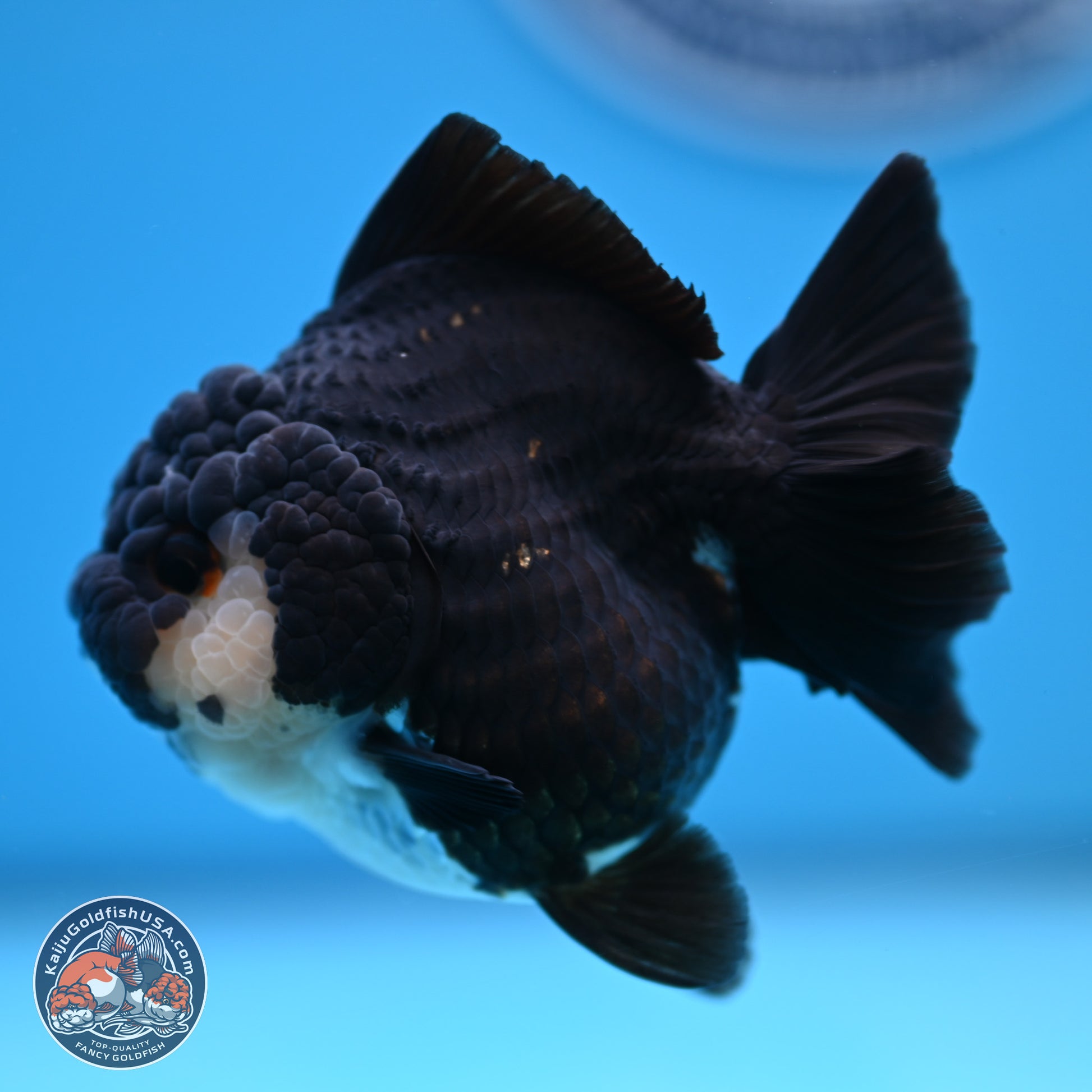 Panda YuanBao Oranda 3 inches Body - Female (241227_OR13) - Kaiju Goldfish USA