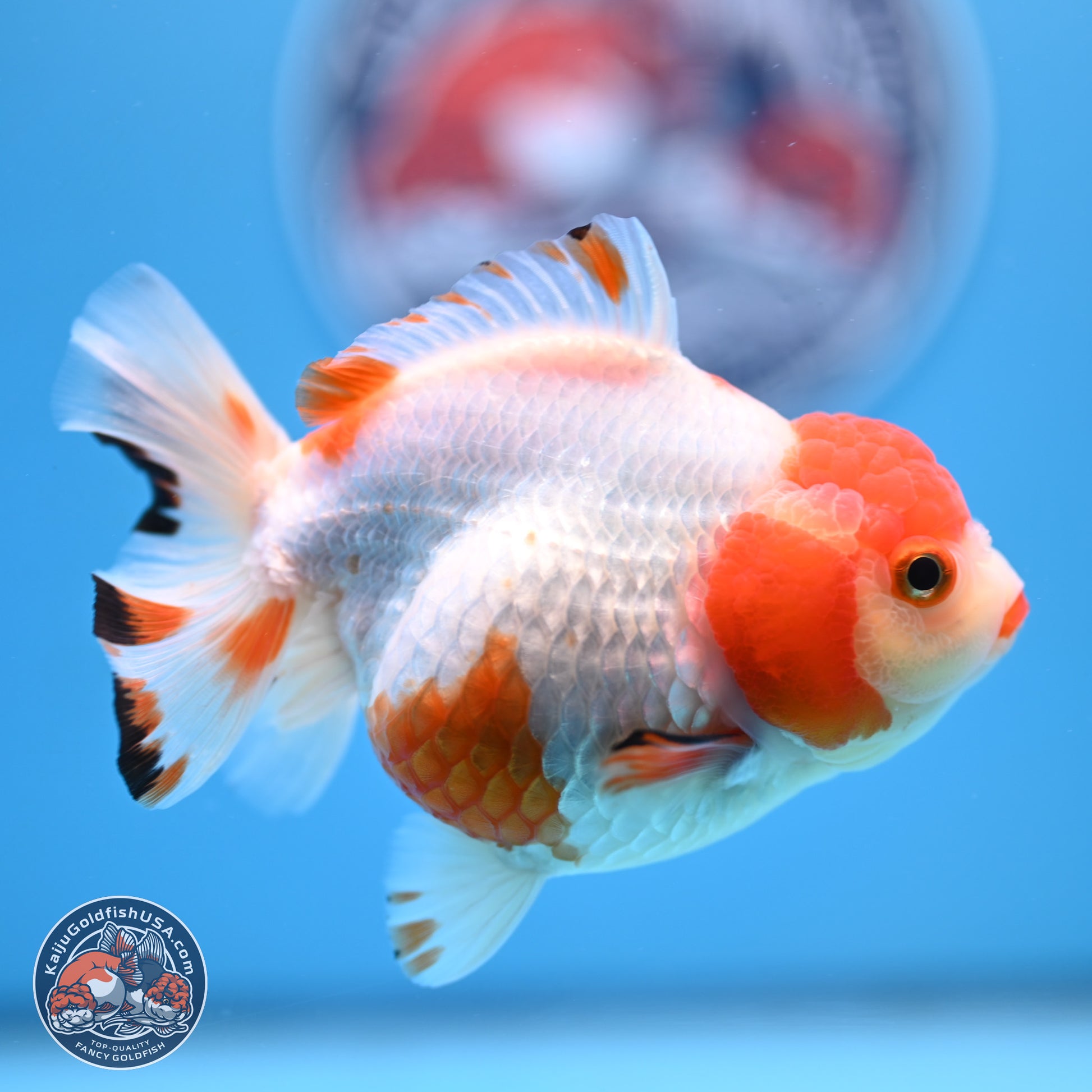 Shogun Red White YuanBao Oranda 3.8in Body (240802_OR13) - Kaiju Goldfish USA