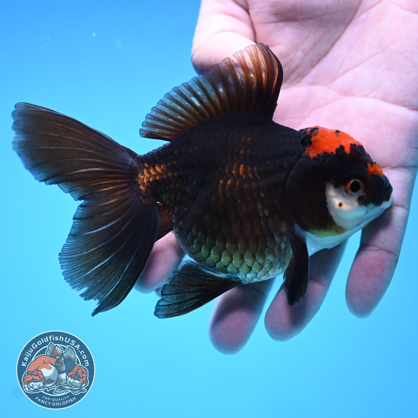 Black Tancho Rose Tail Oranda 3.5 inch Body (250919_OR13)