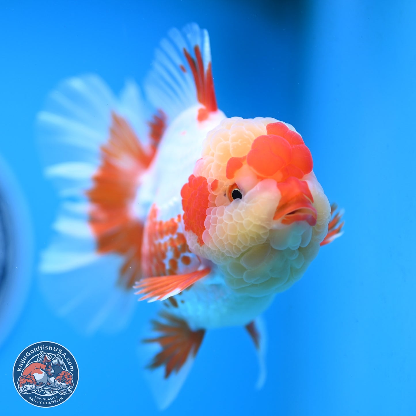 Polka Dot Red White Orchid Tail Oranda 4.5 inches Body - Female (250214_OR13)