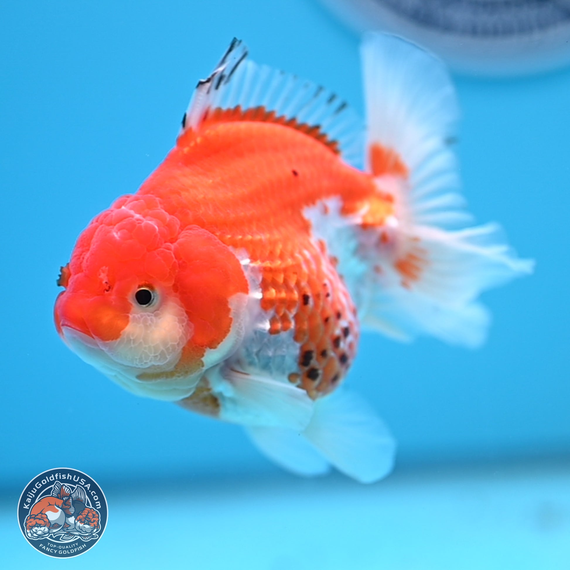 Tricolor YuanBao Oranda 4 inches - Female(241206_OR13) - Kaiju Goldfish USA