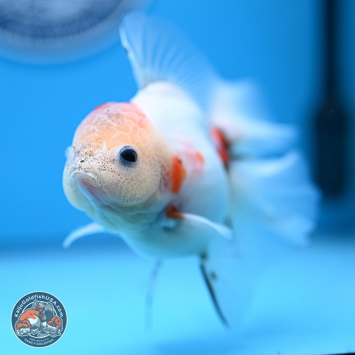 Calico Rose Tail Oranda 4-5 inches (240920_OR13) - Kaiju Goldfish USA