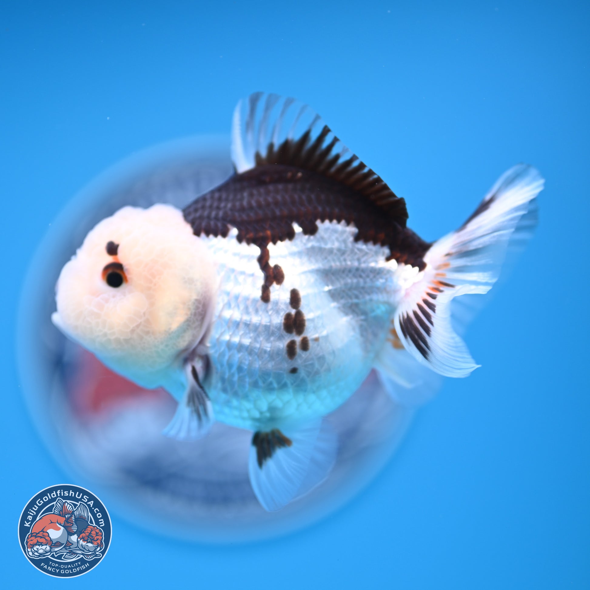 Panda Oranda 3.5-4.5 inches (241004_OR13) - Kaiju Goldfish USA