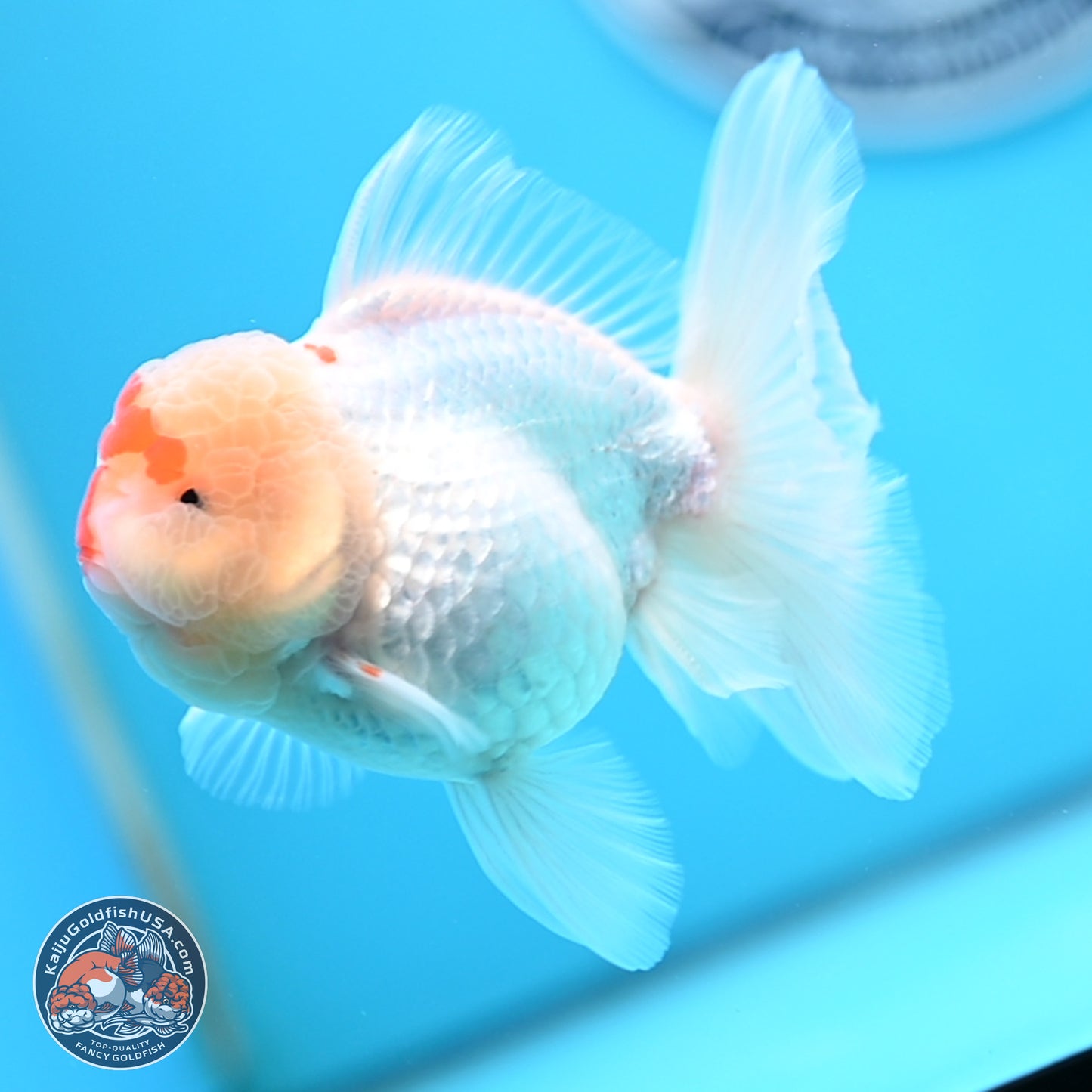 Red White Rose Tail Oranda 3.5 inches Body - Female (250404_OR13)