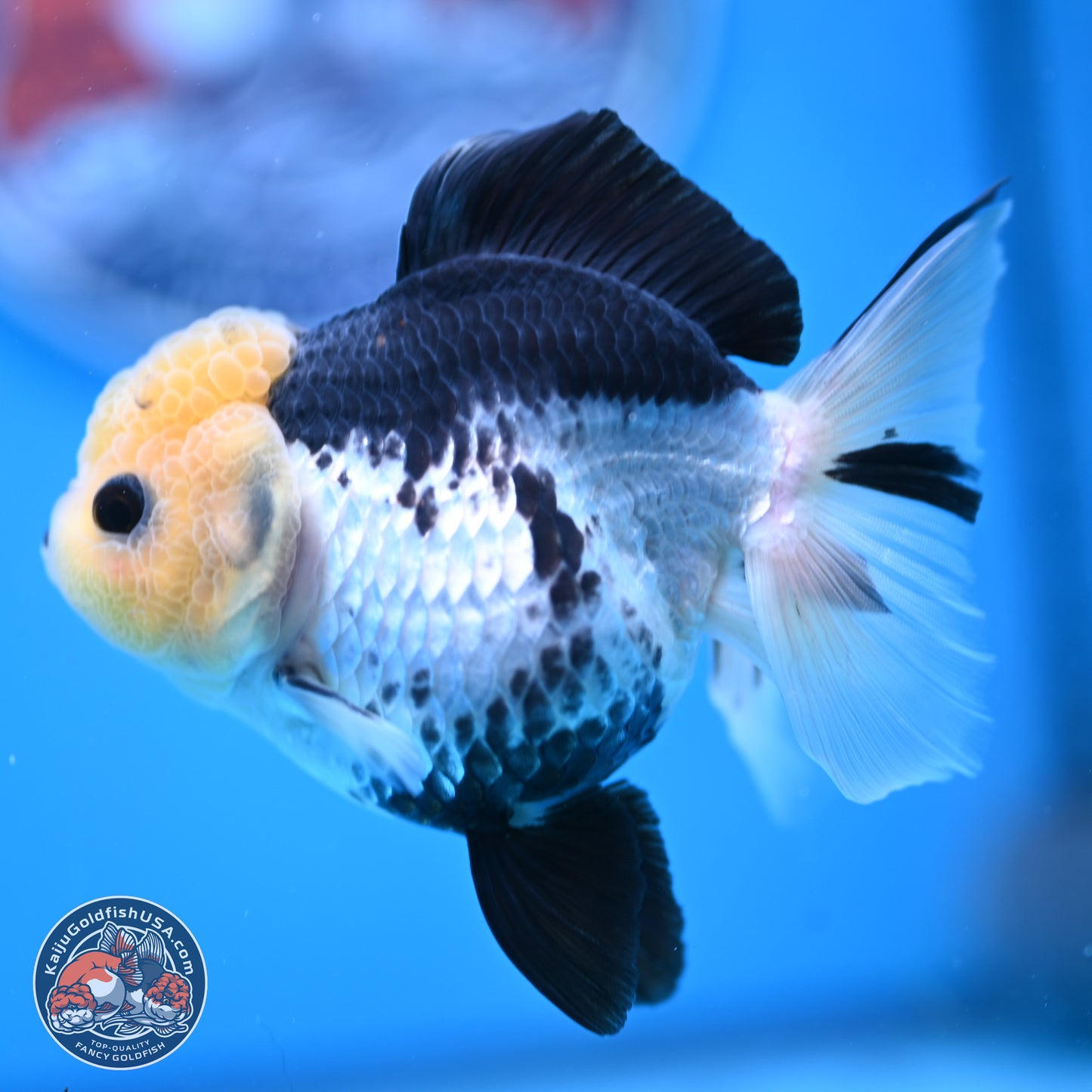 Panda Rose Tail Oranda 4.5 inches (241025_OR13) - Kaiju Goldfish USA