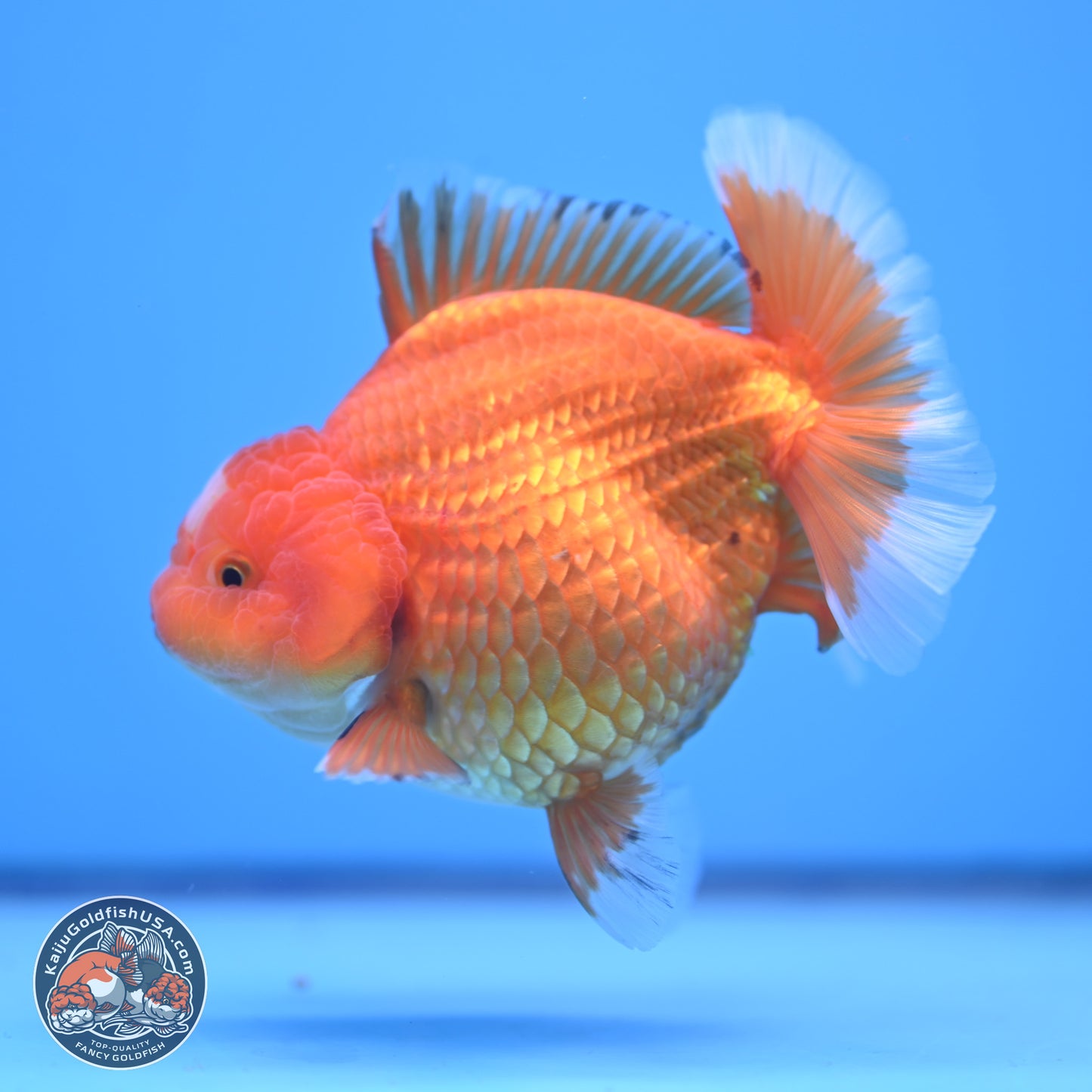 Classic Red Jade Seal Broad Tail Oranda 5 inches - Female (241115_OR13) - Kaiju Goldfish USA