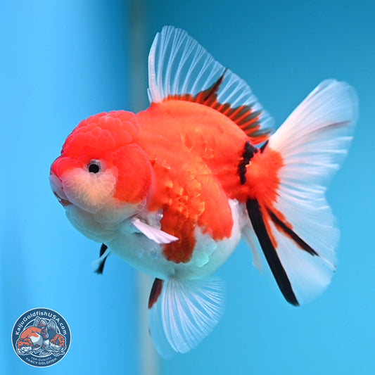 Tricolor Sakura Rose Tail Oranda 3.5 inches Body - Female (250228_OR13)