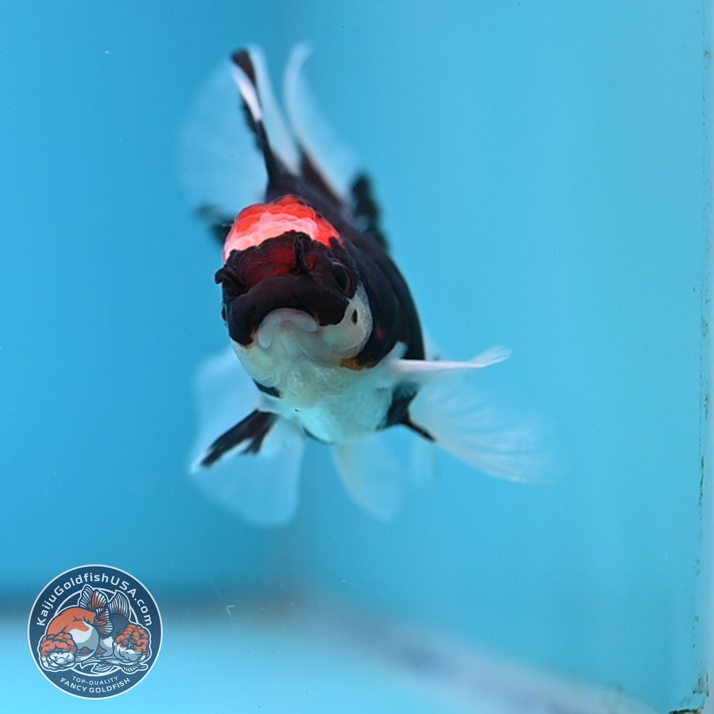Tricolor Oranda 3.25 inches Body (250530_OR13)
