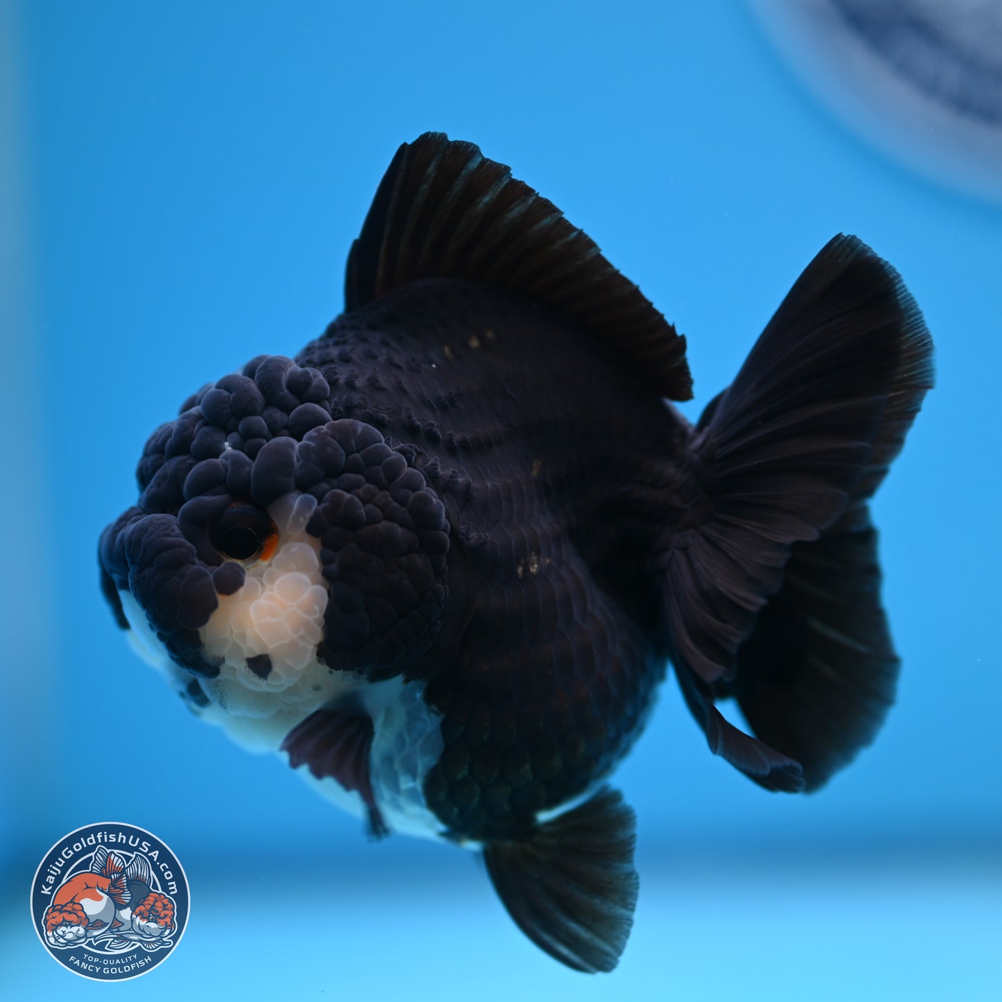 Panda YuanBao Oranda 3 inches Body - Female (241227_OR13) - Kaiju Goldfish USA