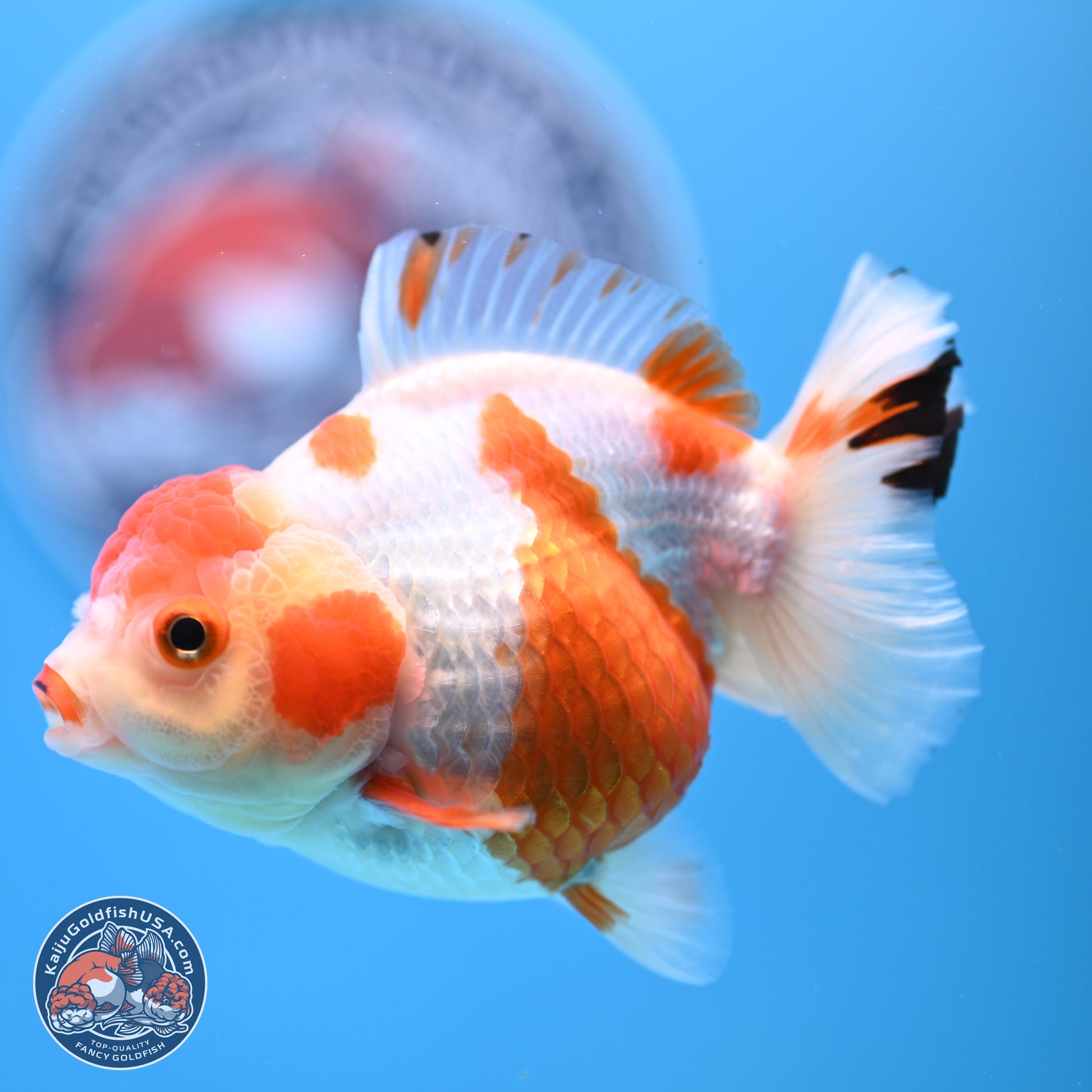 Shogun Red White YuanBao Oranda 3.8in Body (240802_OR13) - Kaiju Goldfish USA