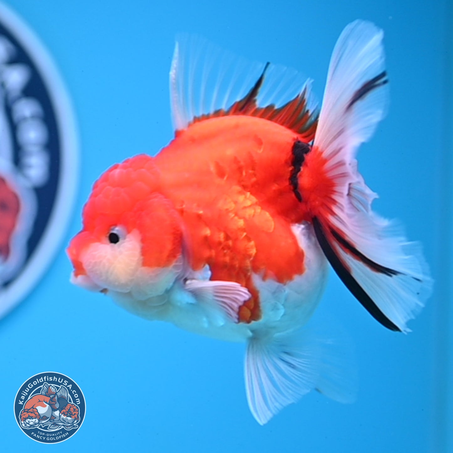 Tricolor Sakura Rose Tail Oranda 3.5 inches Body - Female (250228_OR13)