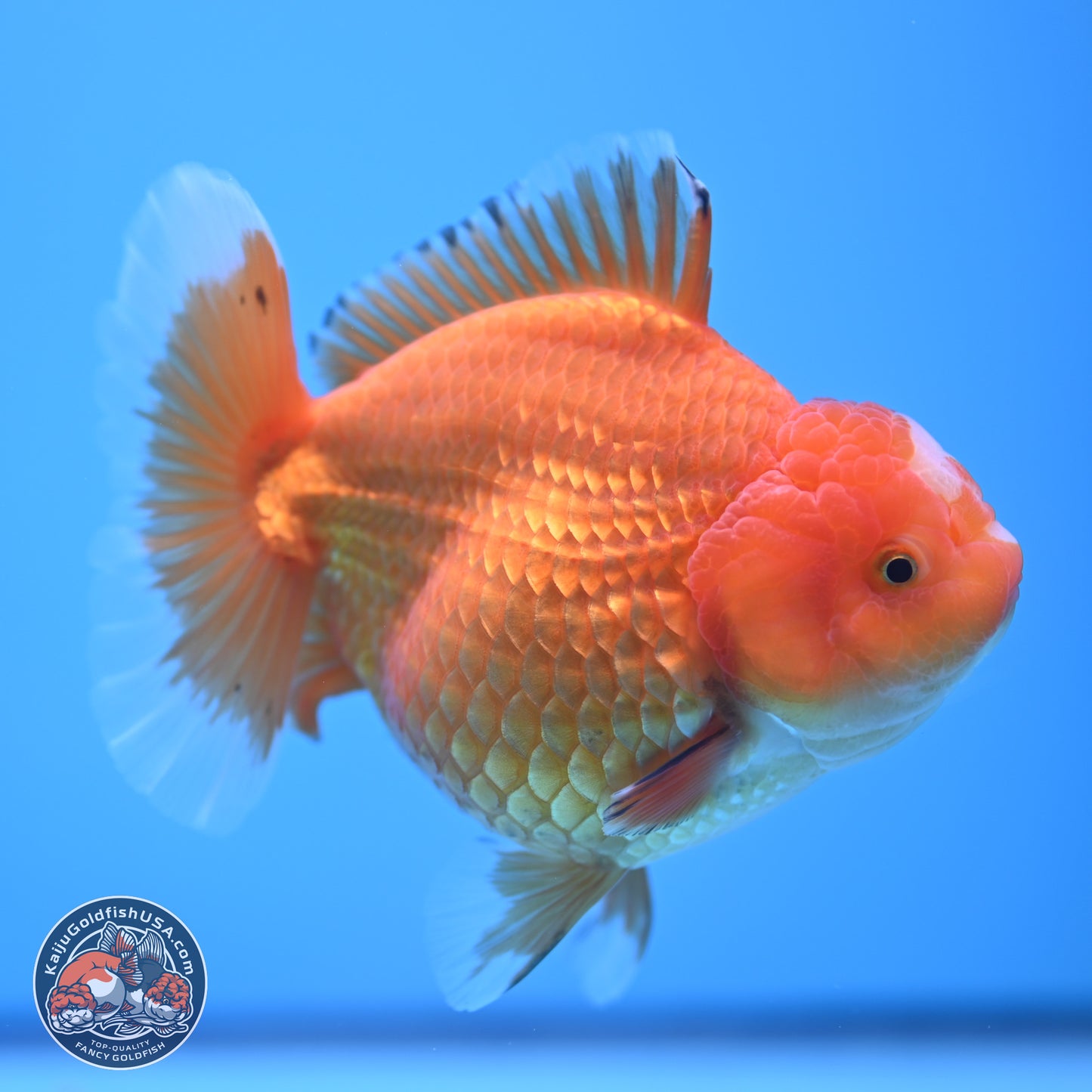 Classic Red Jade Seal Broad Tail Oranda 5 inches - Female (241115_OR13) - Kaiju Goldfish USA