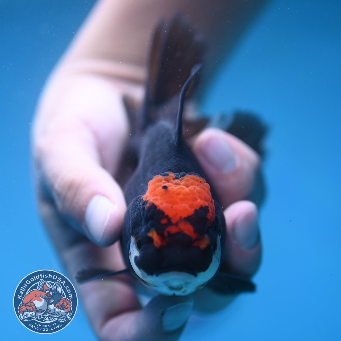 Black Tancho Rose Tail Oranda 3.5 inch Body (250919_OR13)