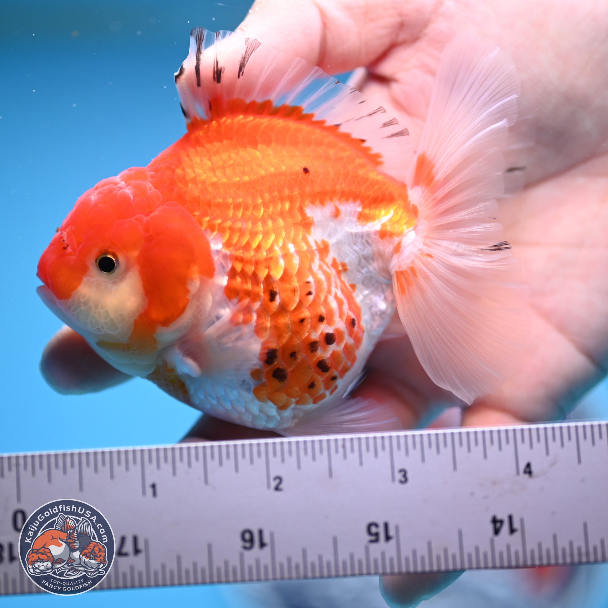 Tricolor YuanBao Oranda 4 inches - Female(241206_OR13) - Kaiju Goldfish USA