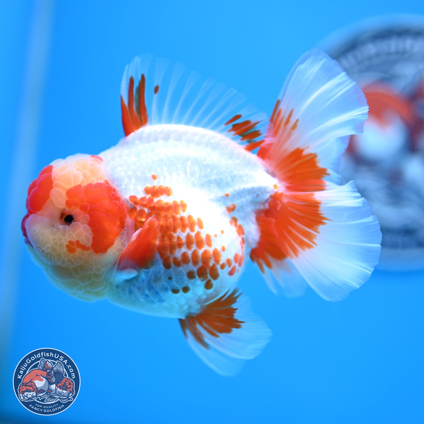 Polka Dot Red White Orchid Tail Oranda 4.5 inches Body - Female (250214_OR13)