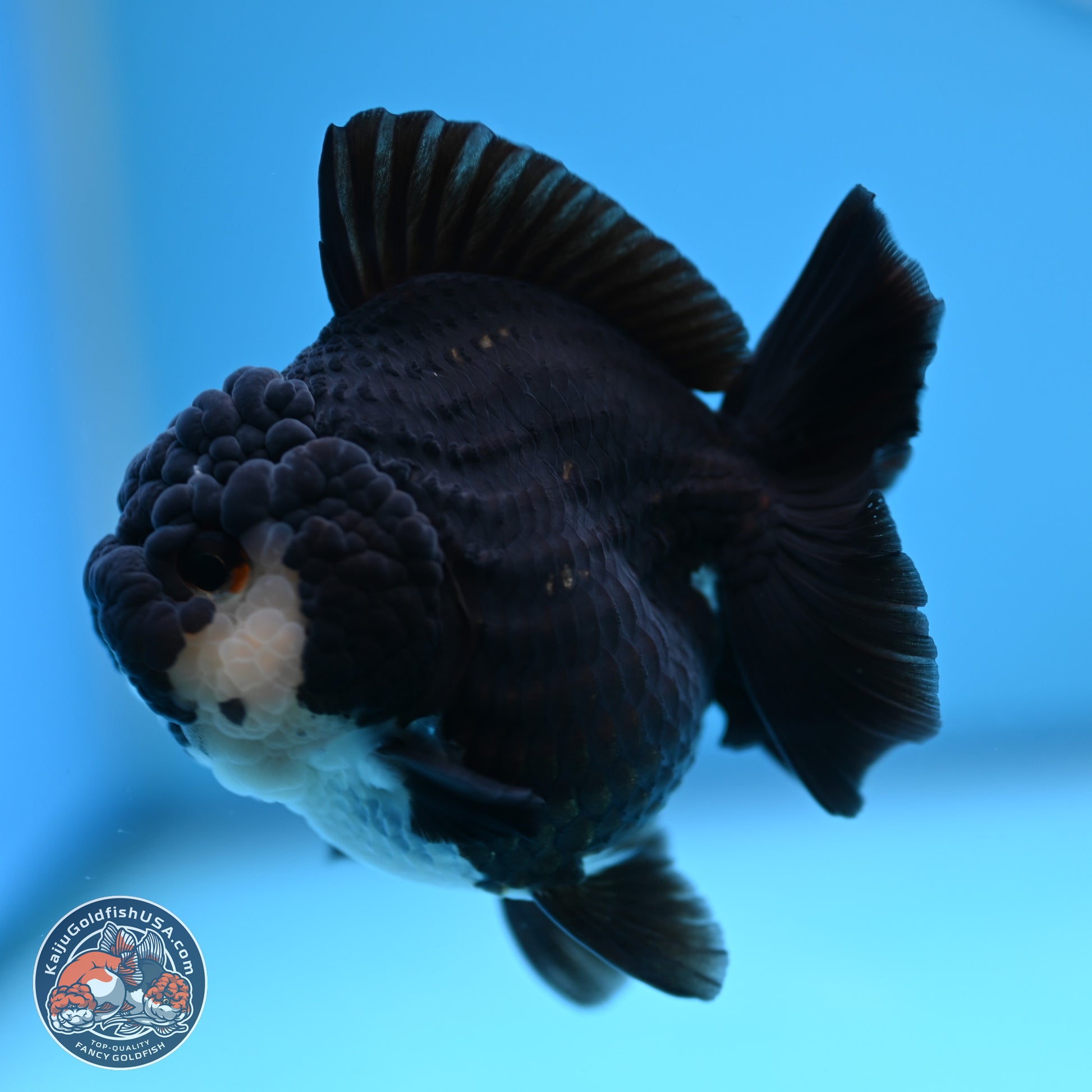 Panda YuanBao Oranda 3 inches Body - Female (241227_OR13) - Kaiju Goldfish USA