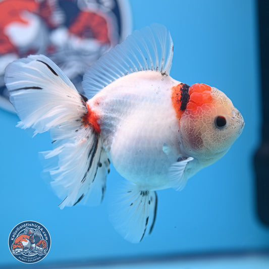 Calico Rose Tail Oranda 4-5 inches (240920_OR13) - Kaiju Goldfish USA