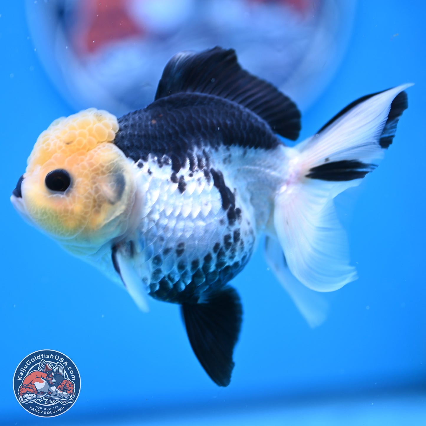 Panda Rose Tail Oranda 4.5 inches (241025_OR13) - Kaiju Goldfish USA