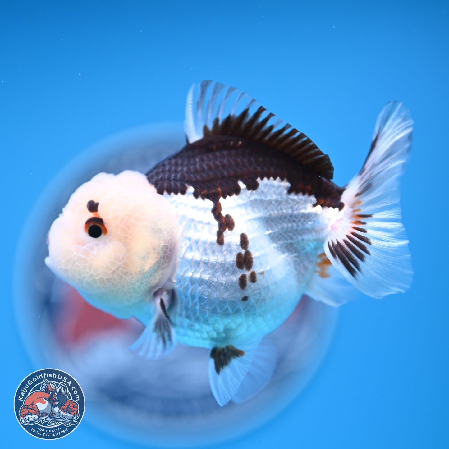 Panda Oranda 3.5-4.5 inches (241004_OR13) - Kaiju Goldfish USA