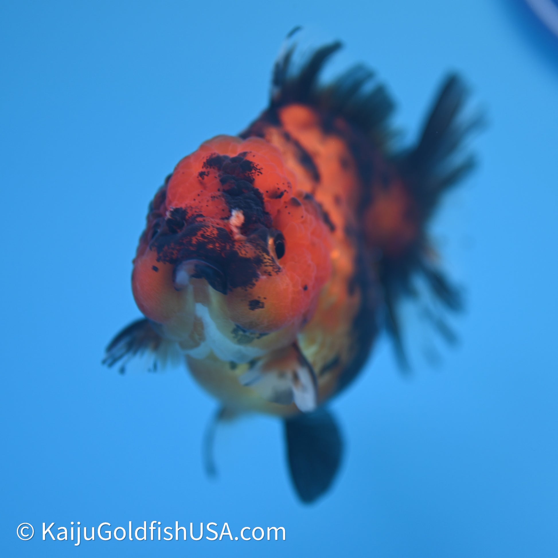 Shogun Godzilla Tiger Oranda 3.5in Body (240614_OR13) - Kaiju Goldfish USA