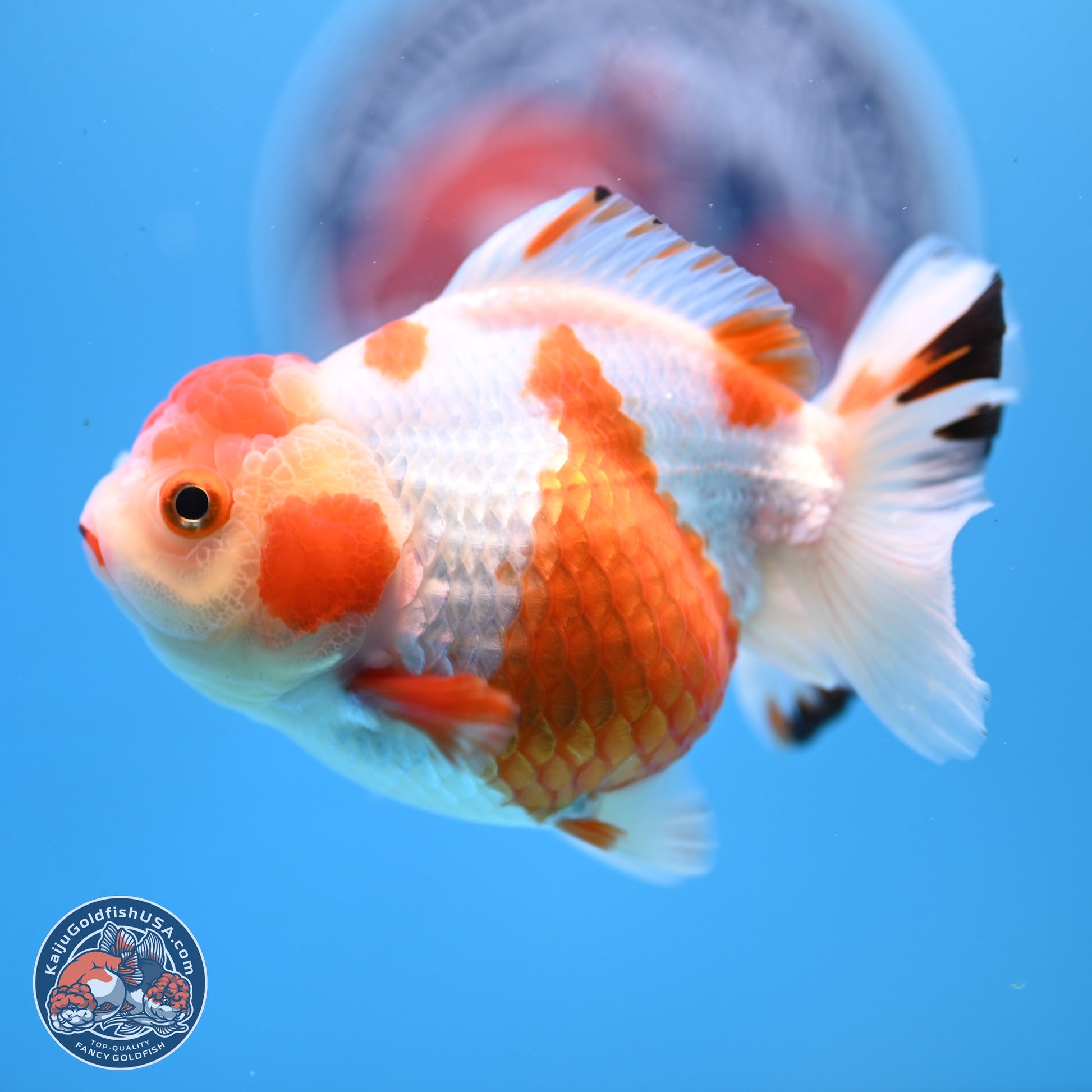 Shogun Red White YuanBao Oranda 3.8in Body (240802_OR13) - Kaiju Goldfish USA