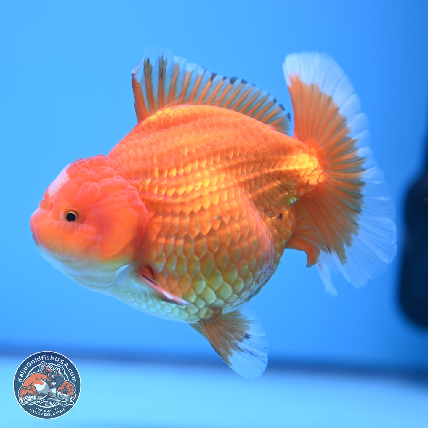 Classic Red Jade Seal Broad Tail Oranda 5 inches - Female (241115_OR13) - Kaiju Goldfish USA