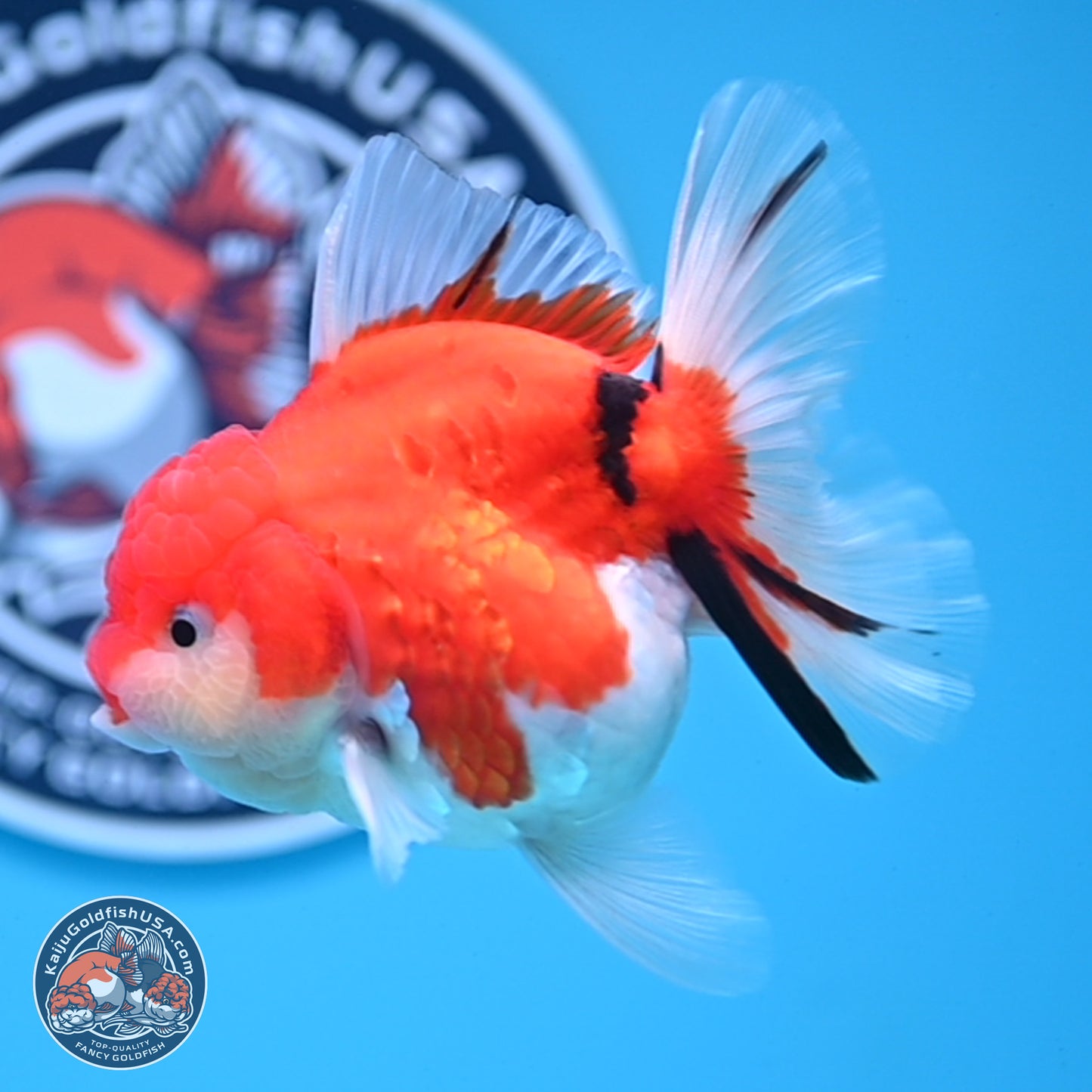 Tricolor Sakura Rose Tail Oranda 3.5 inches Body - Female (250228_OR13)