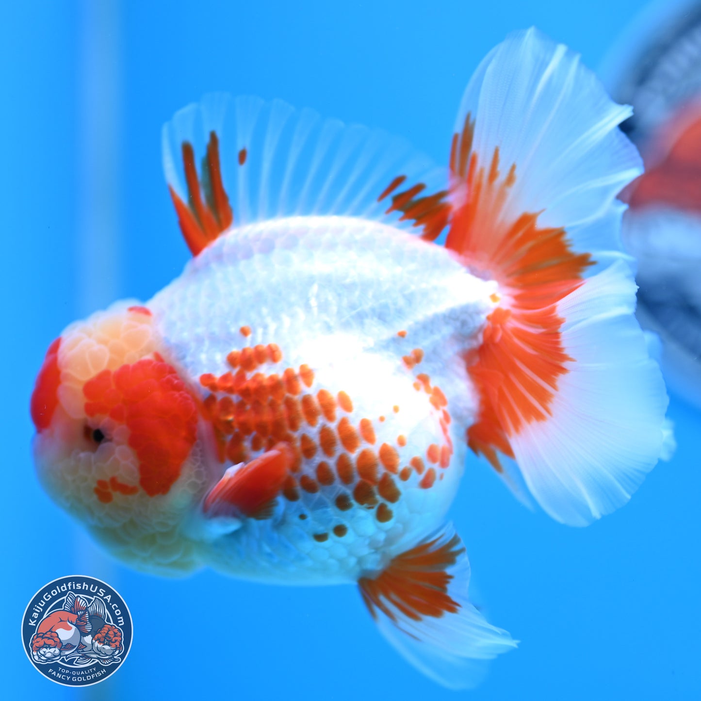 Polka Dot Red White Orchid Tail Oranda 4.5 inches Body - Female (250214_OR13)