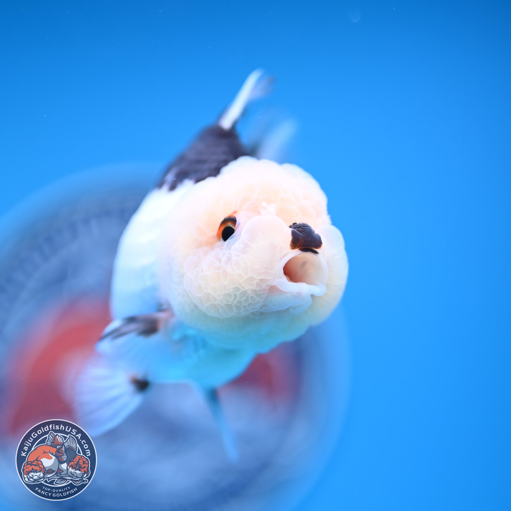 Panda Oranda 3.5-4.5 inches (241004_OR13) - Kaiju Goldfish USA