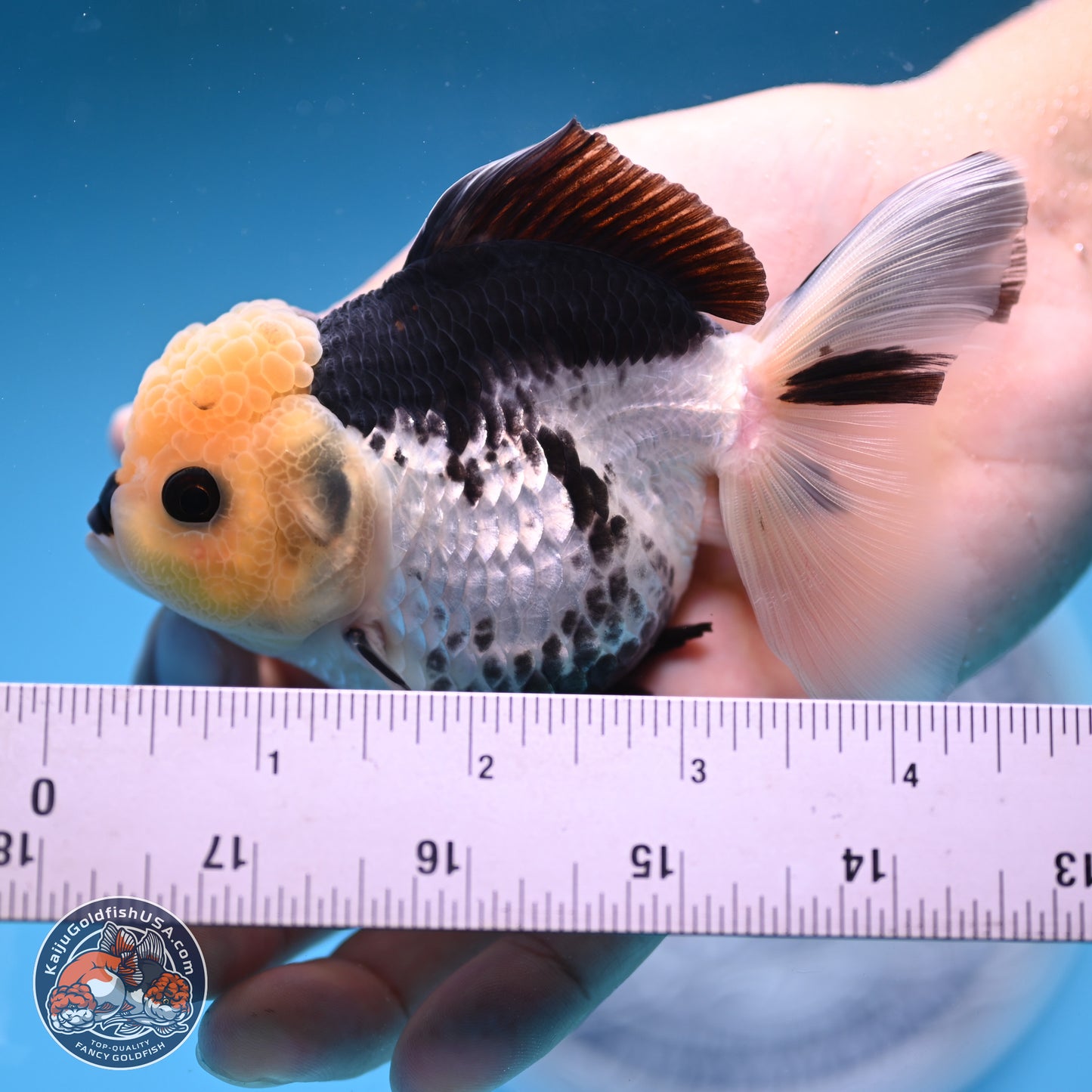 Panda Rose Tail Oranda 4.5 inches (241025_OR13) - Kaiju Goldfish USA