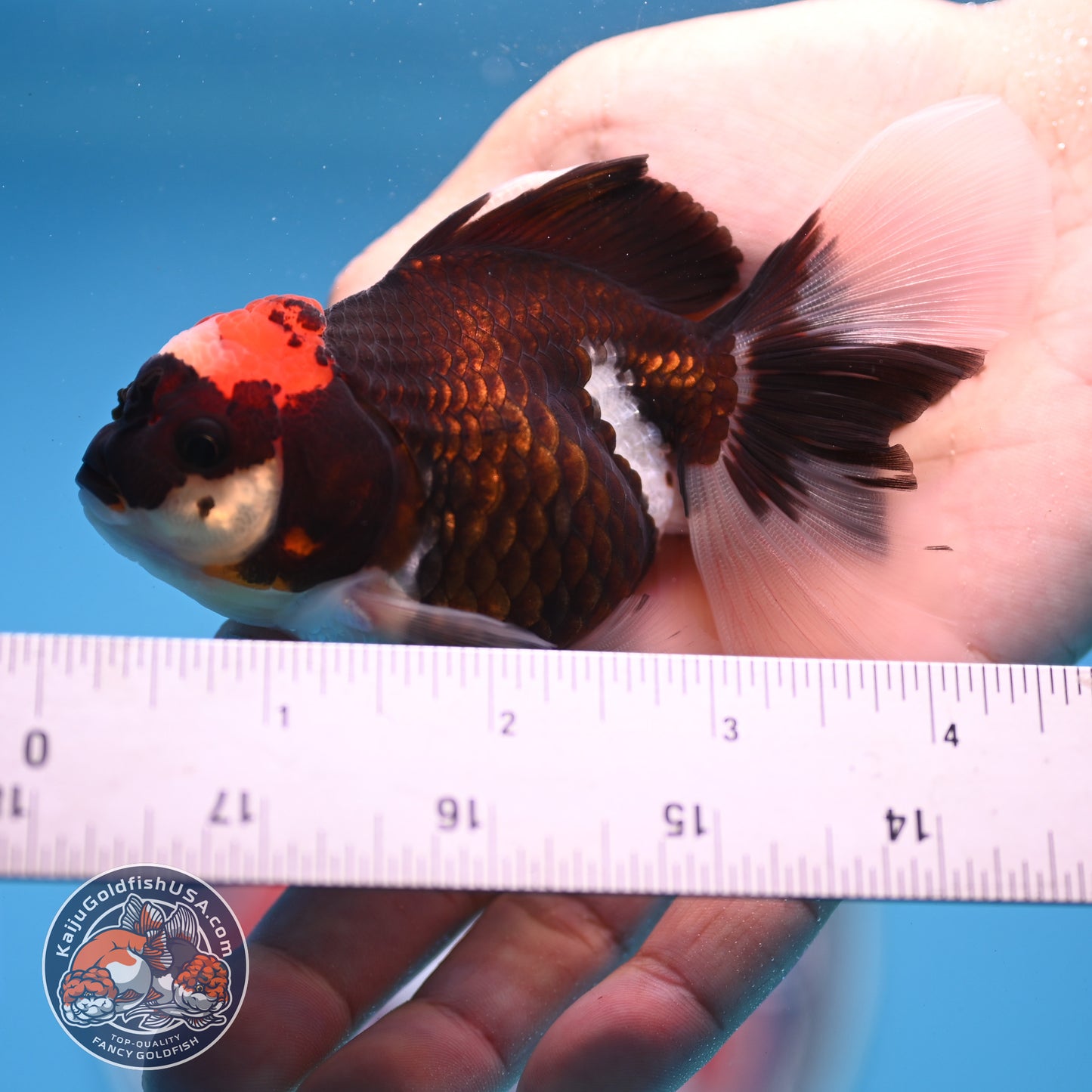 Tricolor Oranda 3.25 inches Body (250530_OR13)