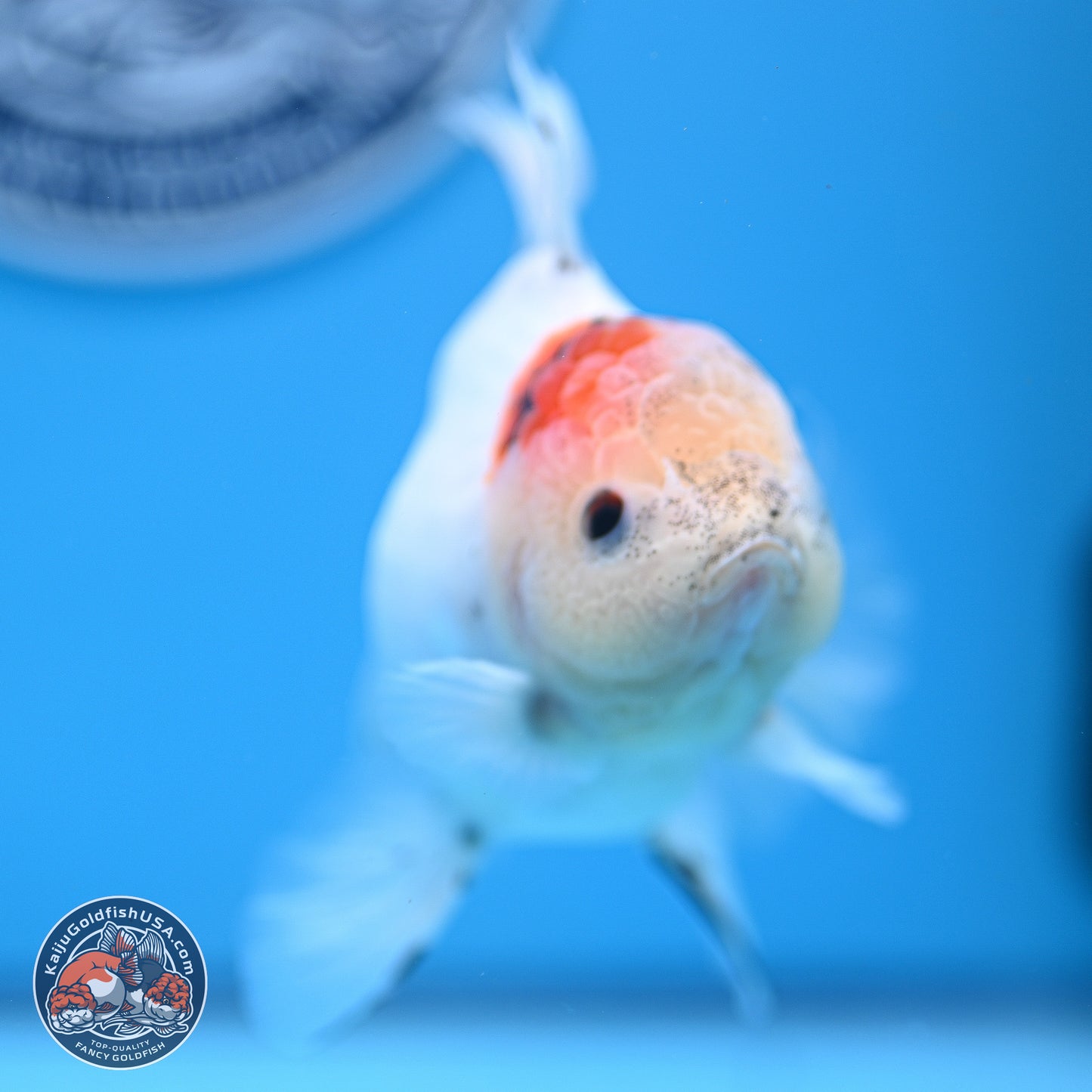 Calico Rose Tail Oranda 4-5 inches (240920_OR13) - Kaiju Goldfish USA