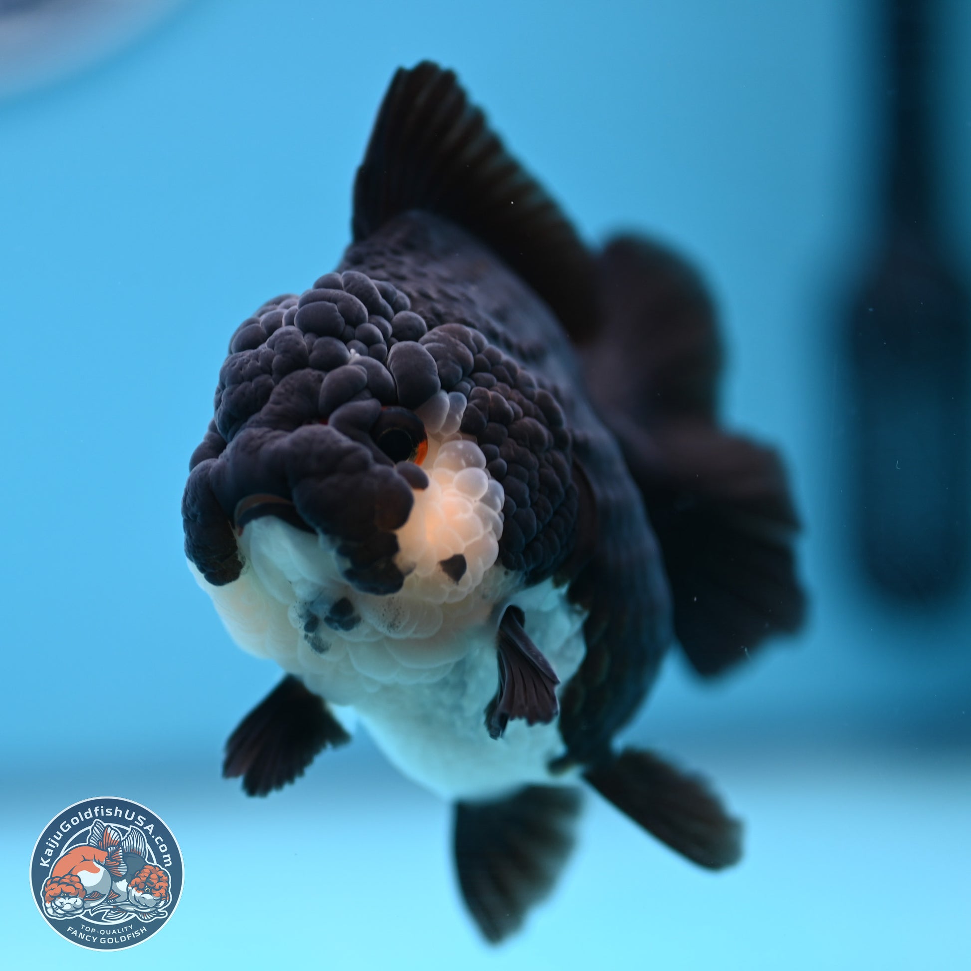 Panda YuanBao Oranda 3 inches Body - Female (241227_OR13) - Kaiju Goldfish USA