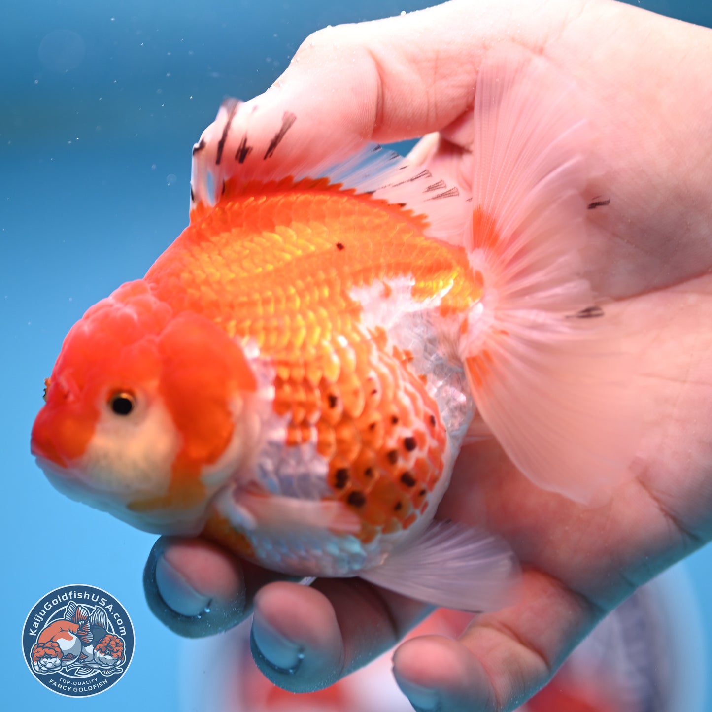 Tricolor YuanBao Oranda 4 inches - Female(241206_OR13) - Kaiju Goldfish USA