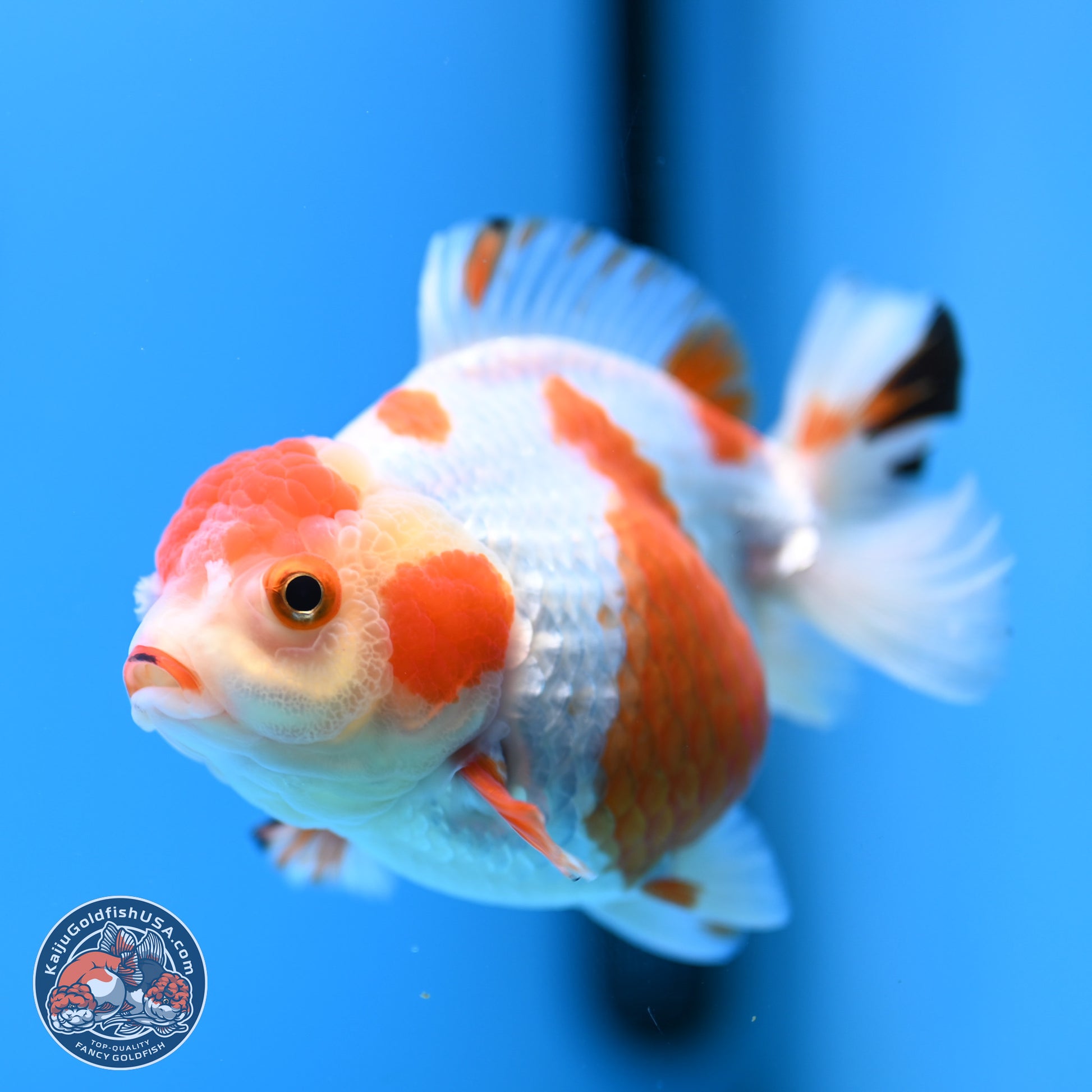 Shogun Red White YuanBao Oranda 3.8in Body (240802_OR13) - Kaiju Goldfish USA