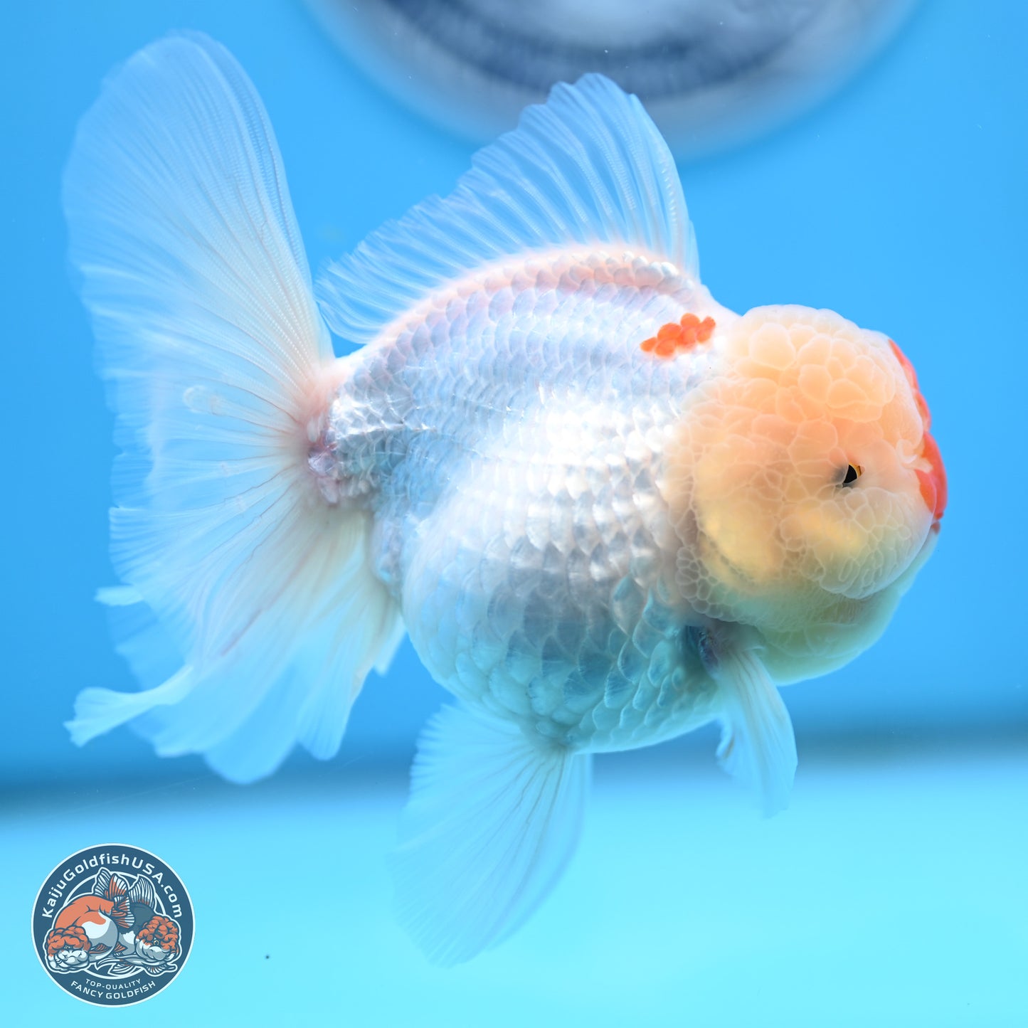 Red White Rose Tail Oranda 3.5 inches Body - Female (250404_OR13)