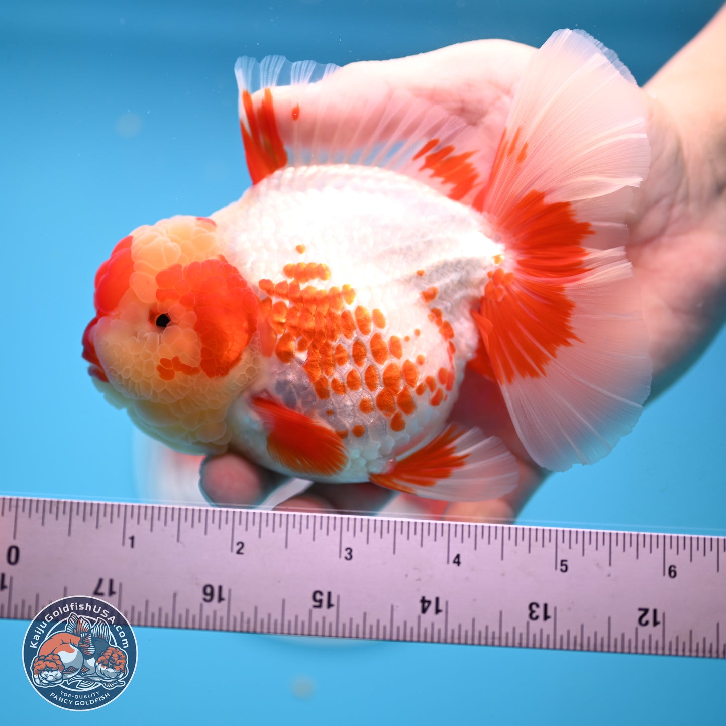 Polka Dot Red White Orchid Tail Oranda 4.5 inches Body - Female (250214_OR13)