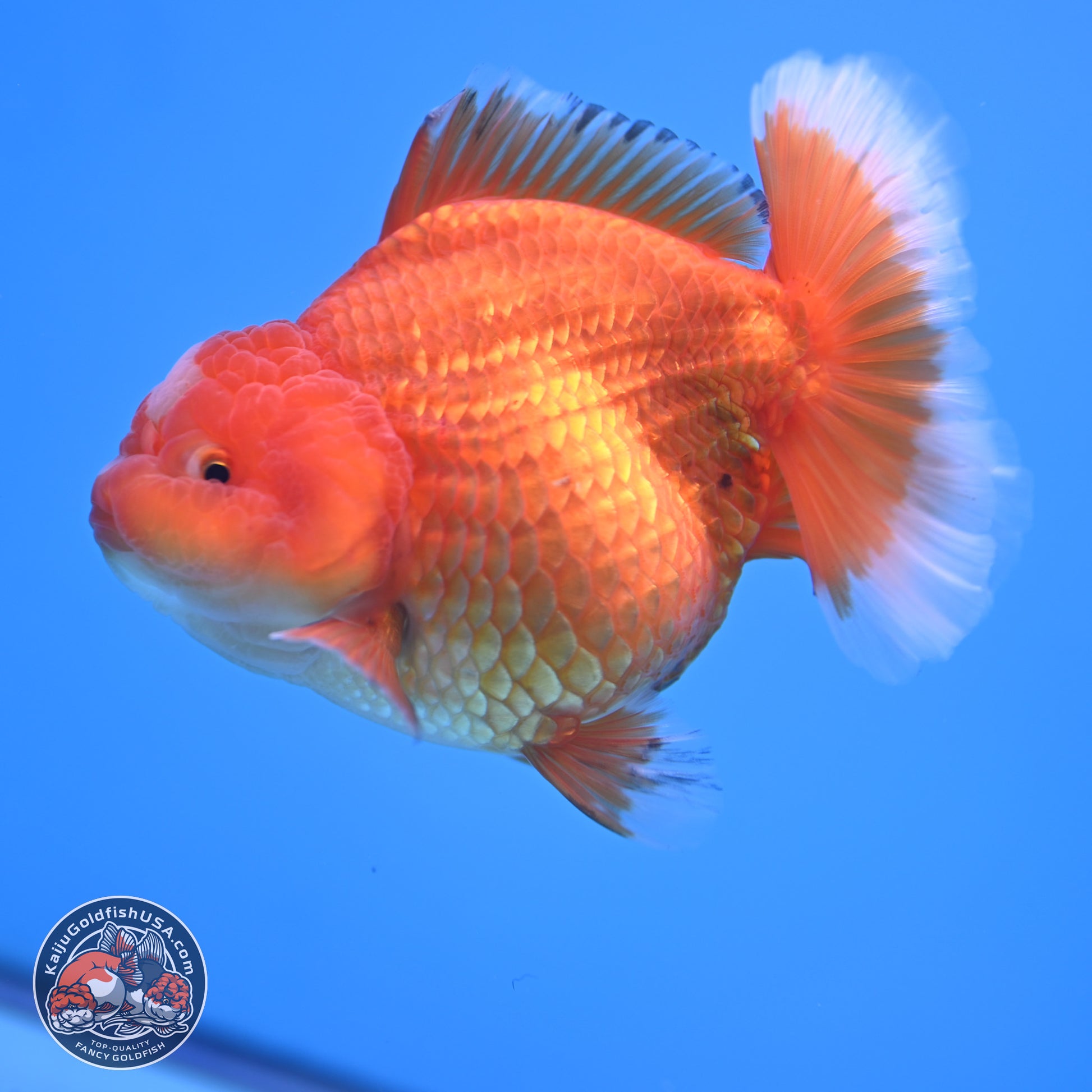 Classic Red Jade Seal Broad Tail Oranda 5 inches - Female (241115_OR13) - Kaiju Goldfish USA